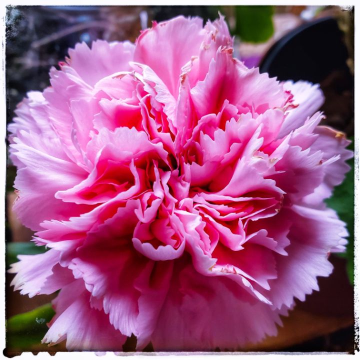 Pink Beauty Lorne Photos Photography, Flowers, Plants, & Trees, Flowers, Flowers IZ