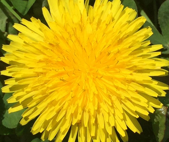 Dandelion - Giart