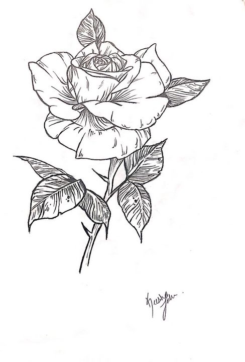 Pure rose - •Art by Keesha•
