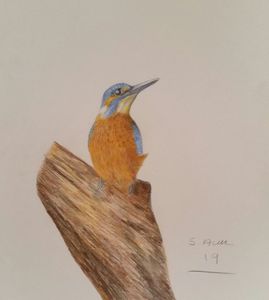 Color pencil art - Hems - Drawings & Illustration, Animals, Birds, & Fish,  Birds, Kingfisher - ArtPal