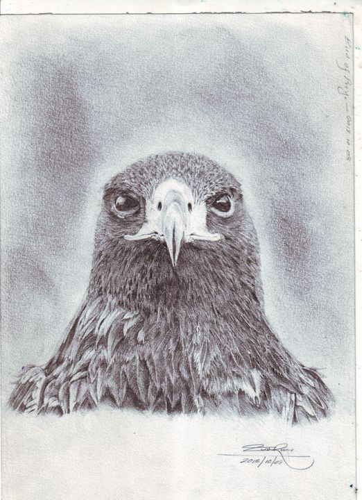 hawk drawing