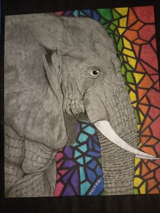 Elephant - Msetho