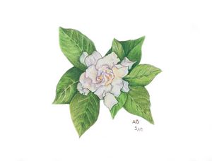 Gardenia - Ua Artworks - Drawings & Illustration, Flowers, Plants, & Trees,  Flowers, Flowers A-H, Gardenia - ArtPal