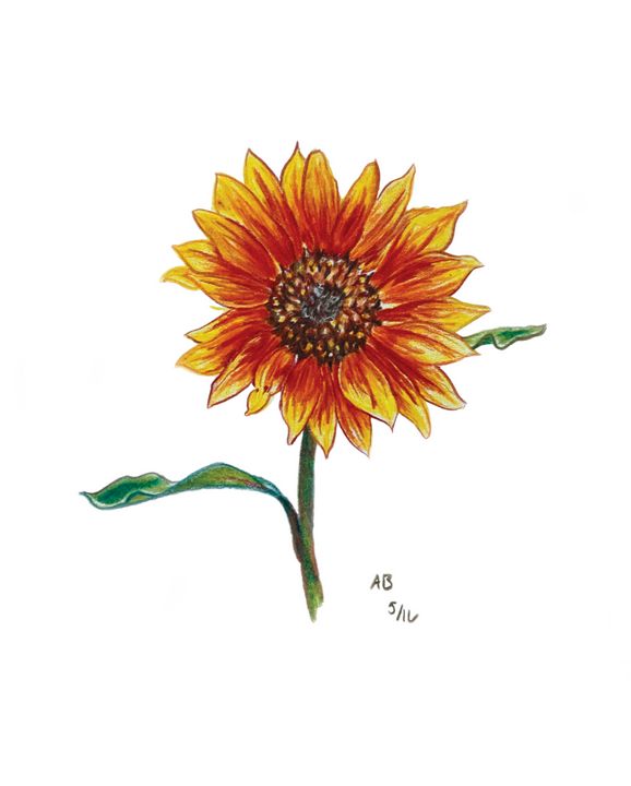 How to draw a sunflower - completed coloured in drawing | Drawings, Sunflower  drawing, Sunflower sketches