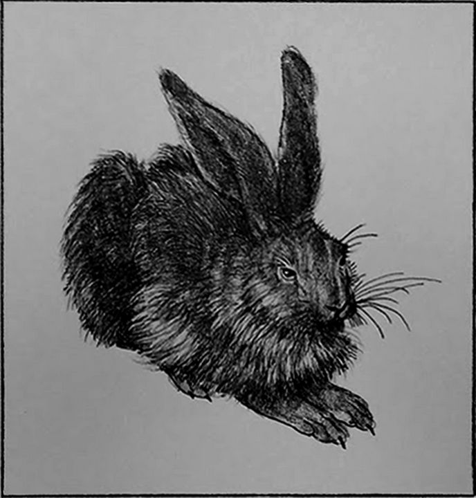 Durer's Hare - Tom David