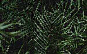 Green Love