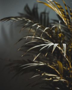 Green Love