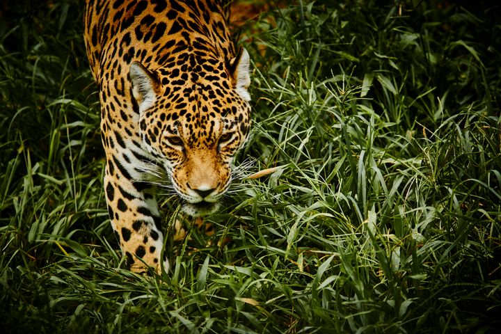 Picture of Jagar
