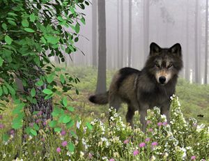 Spring Wolf
