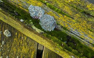 Colourful Lichen