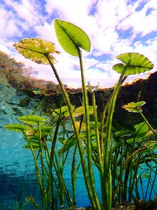 Fish View
