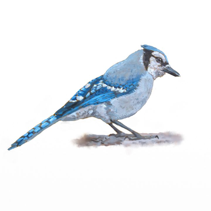 Buy Bluejays, Birds, Animals, Birds, & Fish, Paintings & Prints at ArtPal