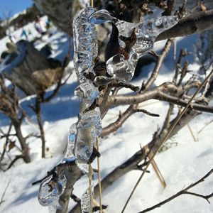 Icicle