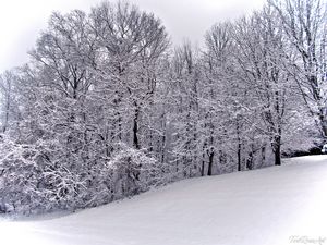 Winter Snowfall Scene