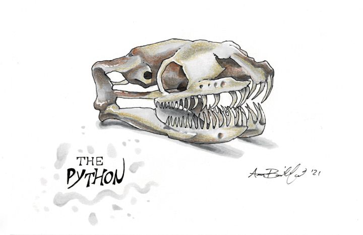 The Python - 2x.A.Ron - Drawings & Illustration, Fantasy & Mythology ...
