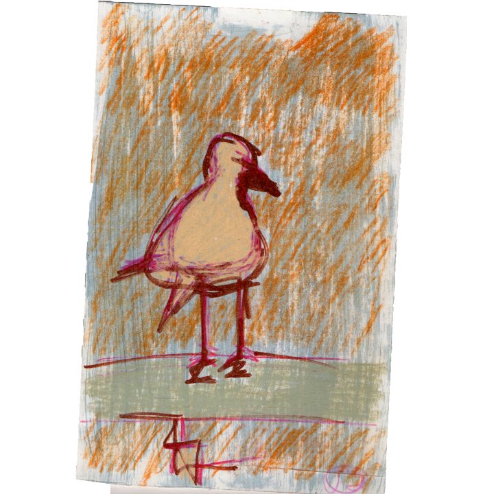 Seagull - Cint Clare