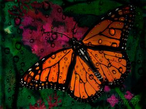 Monarch Butterfly 1 Rd The Artsi Farmer Digital Art Animals Birds Fish Bugs Insects Butterflies Moths Artpal