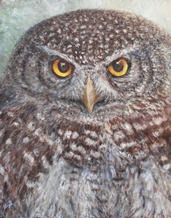 Eurasian Pygmy Owl - Elin Johnsen Art