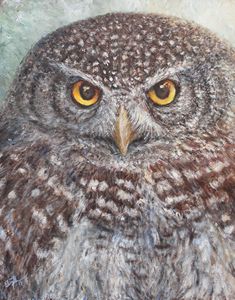 Eurasian Pygmy Owl