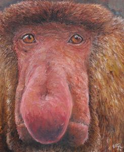 Proboscis Monkey (Nasalis larvatus)