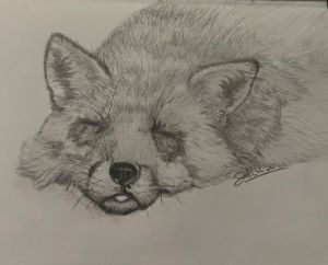 Sleepy fox - Joyce’s Art Studio - Drawings & Illustration, Animals ...