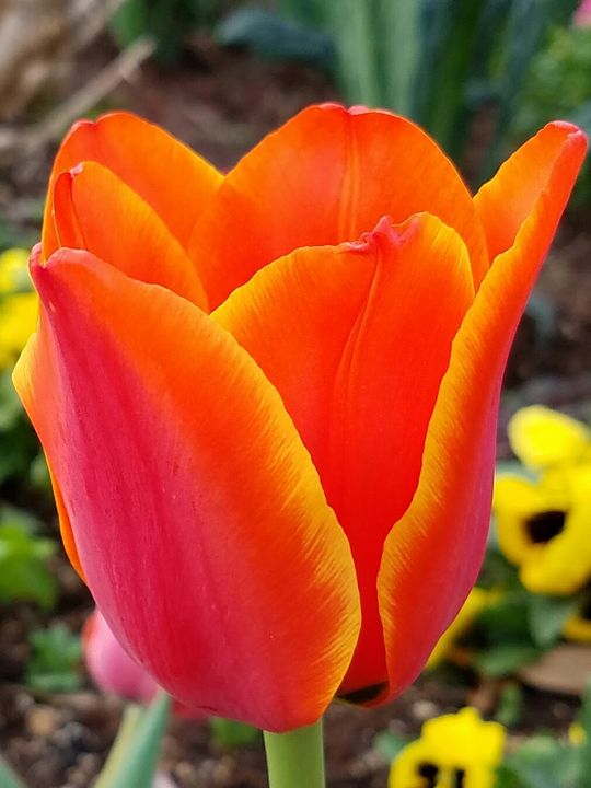 Sunset tulip - ambersartworks