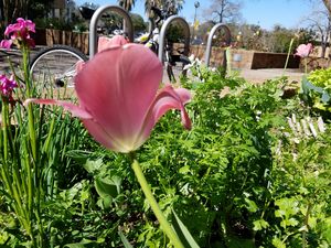 Pink Tulip
