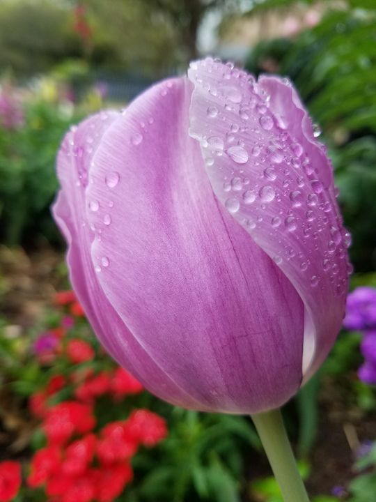 Pink Tulip - ambersartworks