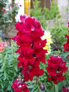 Red Snapdragon
