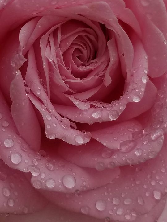Pink Rose - ambersartworks