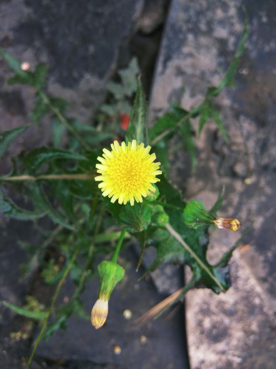 A yellow flower - SnehArts