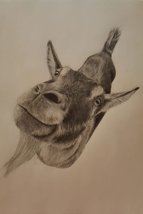 Goat Drawing 18 | Pictures to draw, Goat art, Goat paintings