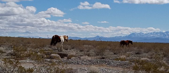 Nevada's wild Horses - Liz and Jess art shop