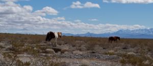 Nevada's wild Horses