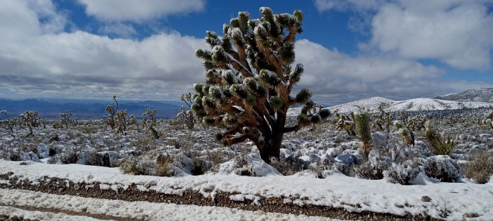 Snowy Joshua Tree - Liz and Jess art shop