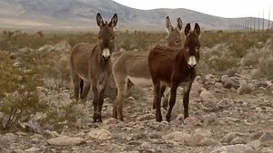 Donkeys Nevada