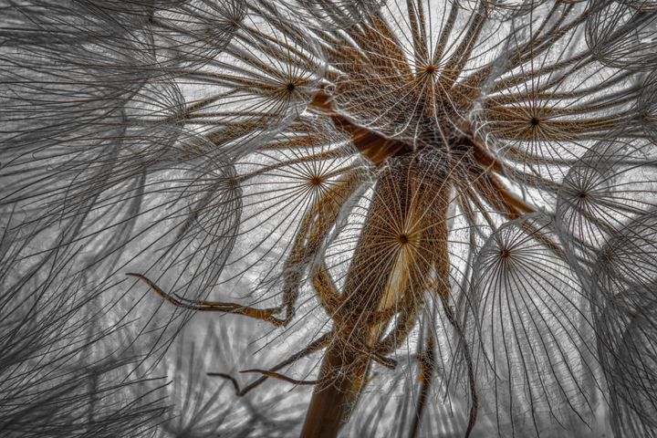 dandelion close-up - Jarek Witkowski gallery