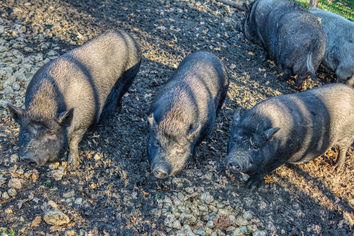 three black pigs - Jarek Witkowski gallery - Photography, Animals, Birds, & Fish, Farm Animals, Pigs - ArtPal three black pigs - Jarek Witkowski gallery - Photography, Animals, Birds, & Fish, Farm Animals, Pigs - ArtPal