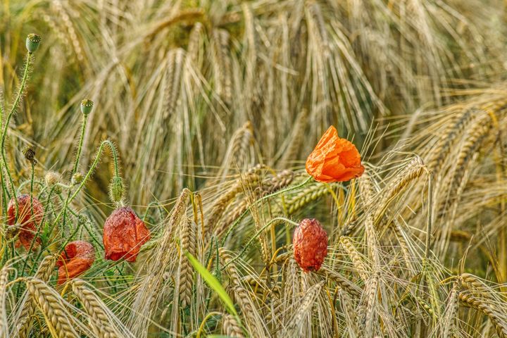 poppies and ears of barley - Jarek Witkowski gallery