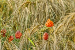 poppies and ears of barley