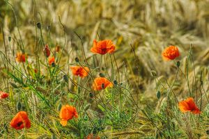 red poppies in the cereal