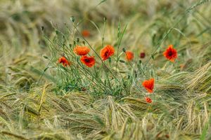 a clump of poppies in barley