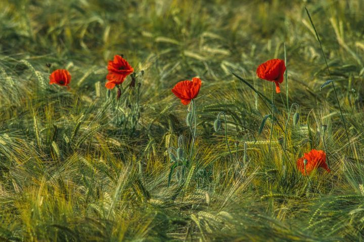 red poppies and barley - Jarek Witkowski gallery