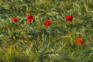red poppies and barley