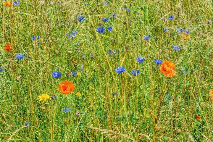colorful flower meadow - Jarek Witkowski gallery