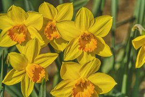 five daffodil flowers