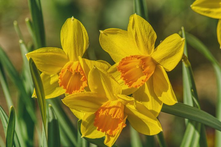 three great daffodils - Jarek Witkowski gallery