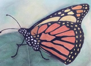Butterflies and Birds in Colored Pencil and Pastel
