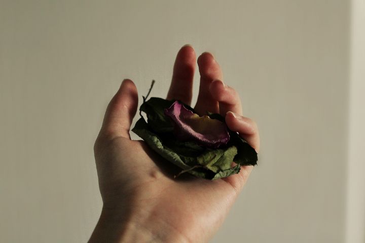 A Rose By Any Other Name - Jess Daly Photography