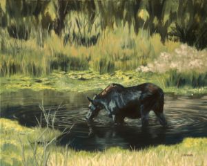 Moose by Hot Springs - J D Benson